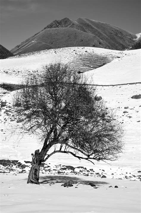 Free Images Landscape Tree Nature Mountain Snow Winter Black