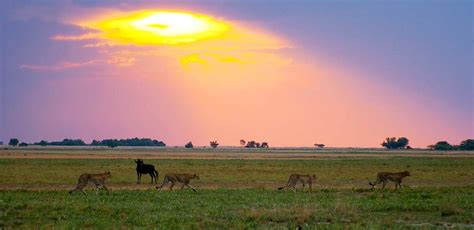 Liuwa Plain National Park Zambia Tailormade Africa