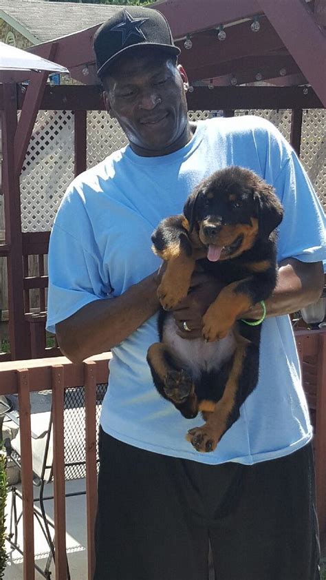 A lifelong companion is waiting for you at von philhaus rottweilers. Rottweiler Puppies For Adoption In Nc | Top Dog Information
