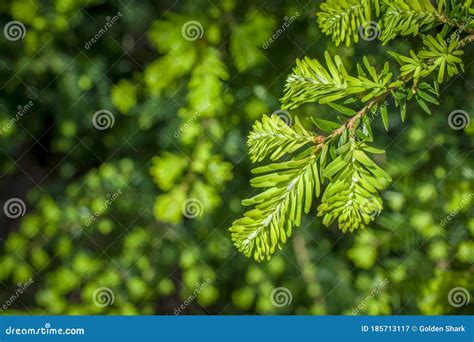 Green Conifer Branch On Green Background Stock Image Image Of Conifer