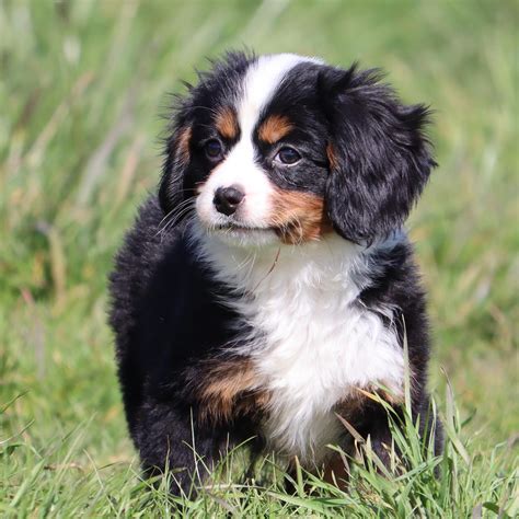 Top 10 Bernese Mountain Dog Cavalier King Charles Spaniel Mix You Need