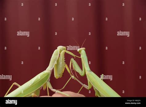 Mantis On A Red Background Mating Mantises Mantis Insect Predator