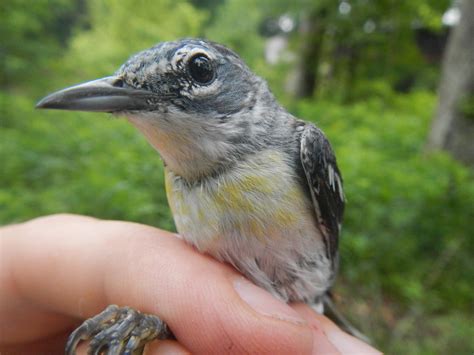New Bird Species Spotted In Northeast Ohio Wosu Radio