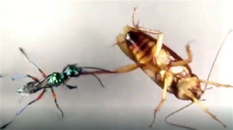 How Cockroaches Avoid Becoming ‘zombies During Wasp Attacks Fox News
