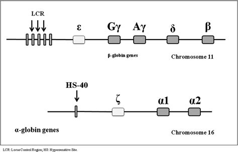 Structure Of The Human Globin And Globin Gene Locus Download