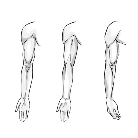 Riphaei Montes Rmmanga Твиттер Anatomy Sketches Human Body