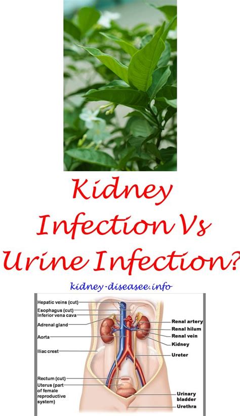 Can Kidney Infection Cause Joint Pain
