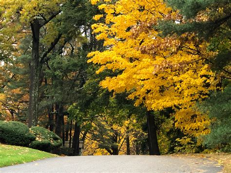 Freetoedit Nature Fall Yellow Trail Image By Ecervone