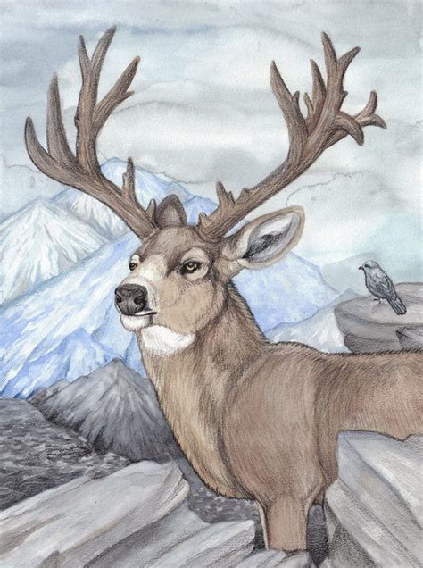 24 Free Deer Drawings And Designs