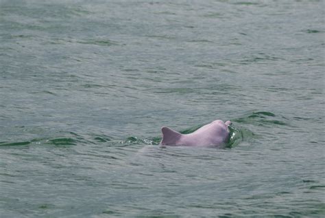 Rare Pink Bottlenose Dolphin Pinky Spotted In Louisiana River Nature