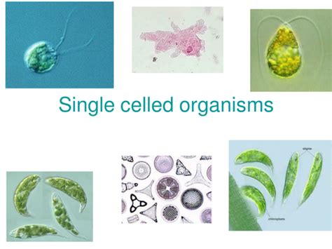 Single Celled Organisms Teaching Resources