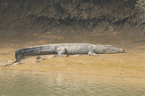 Saltwater Crocodiles Census 2023 Ias Abhiyan