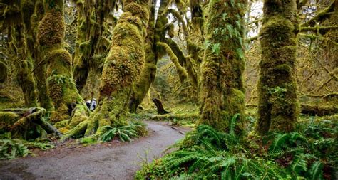 Ultimate Guide To The Hoh Rainforest In Washington For 2021 Hiking Washington