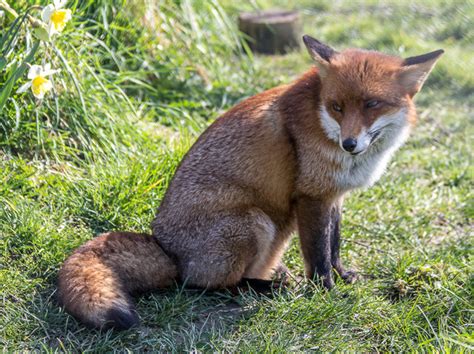 Red Fox British Wildlife Centre © Christine Matthews Geograph