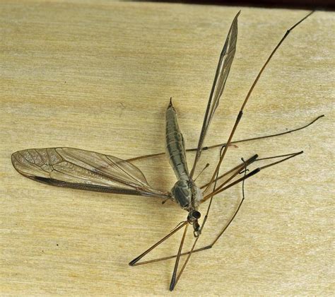 European Crane Fly New York Invasive Species Information