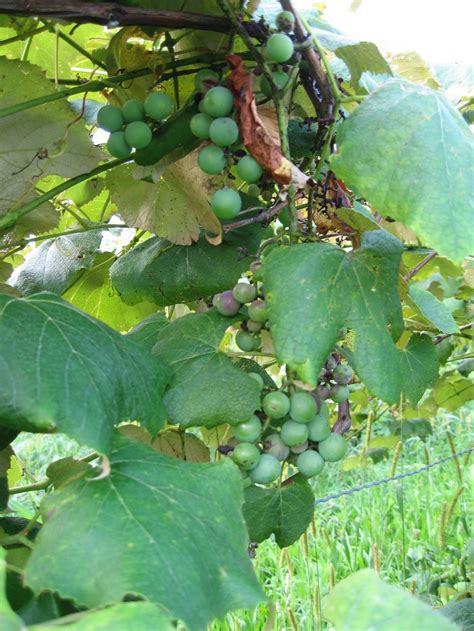 Ripening Concord Grapes On My Families Farm Smithsonian Photo