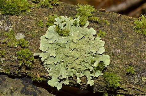 What Is The Difference Between Crustose Foliose And Fruticose Lichens