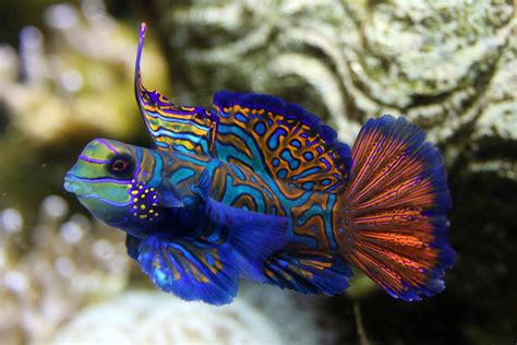 Mandarin Goby Photograph By Brittney Powers