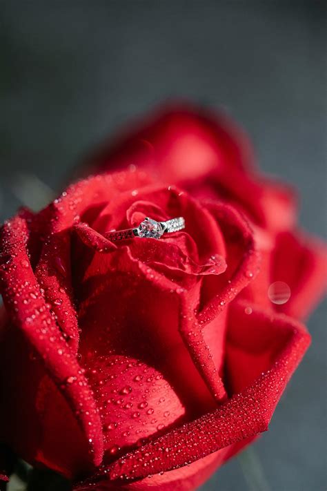 Wedding Ring On Red Rose · Free Stock Photo