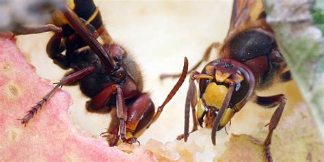 Am wochenende habe ich bei uns im haus ein hornissennest entdeckt. Umgang mit Wespen und Hornissen: Kein Grund zur Panik - NABU