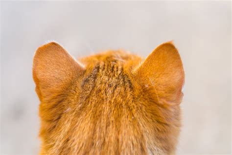 The Head Of A Ginger Cat With One Ear Cropped This Is Called Ear