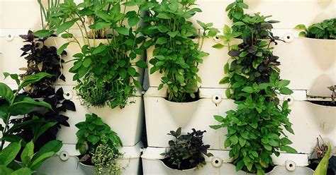 Guida për të rritur bimët aromatike dhe mini zarzavatet në pak hapësirë