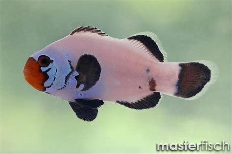Check spelling or type a new query. Clownfish Wyoming white bred - Amphiprion Wyoming white ...
