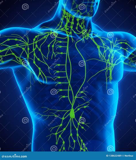 Human Lymphatic System Illustration Stock Illustration Illustration