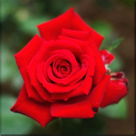 Us Heirloom Fresh Red Chinese Rose Flower Seeds Professional