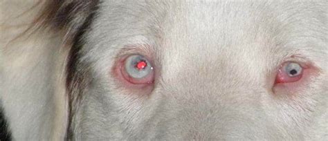 Cataracts In Dogs Causes Signs And Treatment Dr Elliot Pet