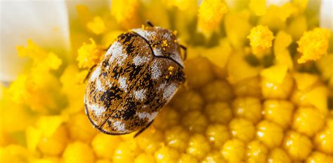 What Is A Carpet Beetle Identification And Faqs