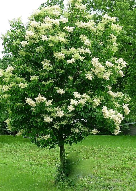 Japanese Lilac Tree Photo Bbrookiewhite All Right Reserved Yountsville Millinn And Gardens