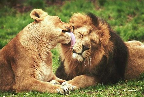 Religion faces the same problem. Lion And Lioness Love Quotes. QuotesGram