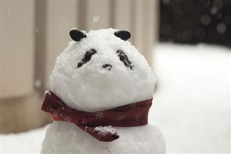ぱんだるま 03 Snowman Panda In Snow Christmas Wonderland