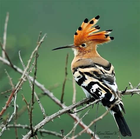 The Hoopoe Upupa Epops Is A Colorful Bird Found Across Afro Eurasia