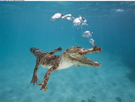 Queensland Saltwater Crocodile Water Animals Animals Beautiful