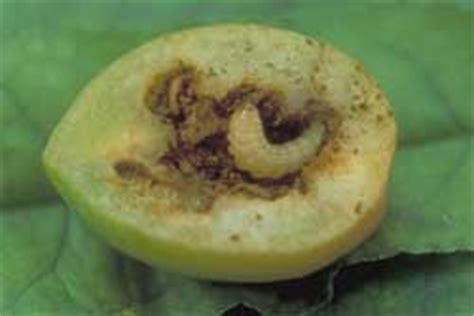 Apple tree pests are living insects, whereas disease of apple trees are normally fungus types. Got Pests?