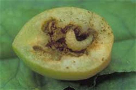 They can cause considerable damage to apple, pear, apricot, peach, plum, nectarine. Got Pests?