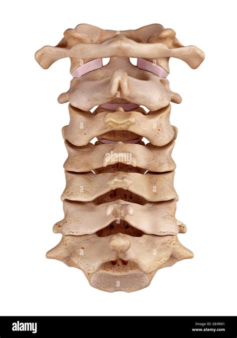 Cervical Spine Illustration Stock Photo Alamy