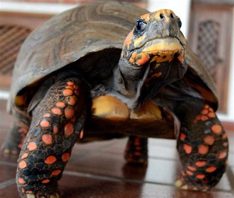 Tortugas Terrestres Casa Y Jardín Abc Color