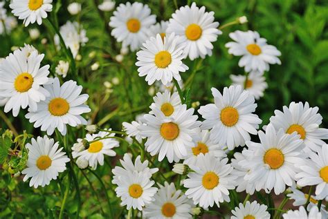 Shasta Daisies How To Plant Grow And Care For Daisy Flowers The