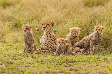 How Somaliland Is Fighting The Illegal Cheetah Trade