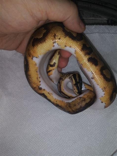 Pied Female 440 Grams Ball Python By Evan Stahl Reptiles Morphmarket