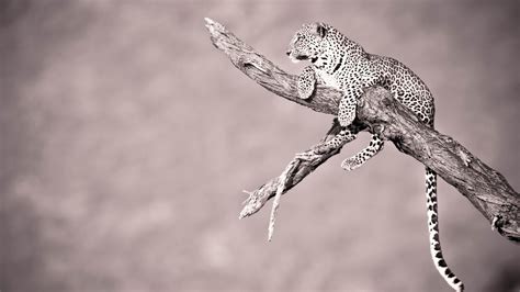 Jaguar Wild Animal Hd Wallpapers 1366x768 Download