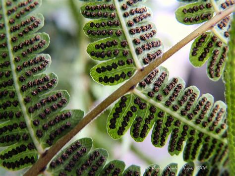 Spores - How Do Plants Reproduce?