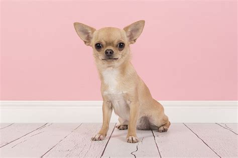 Blonde Chihuahua Pink Nose Pets Lovers