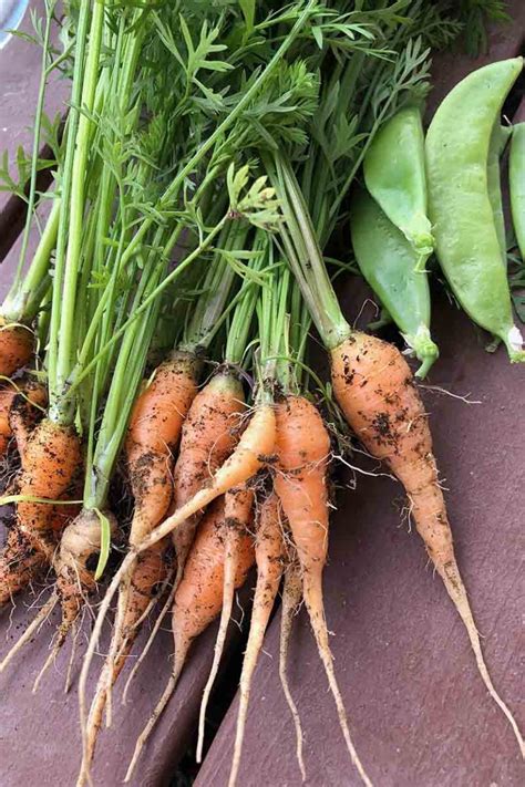 Tips For Growing Carrots Indoors Gardeners Path