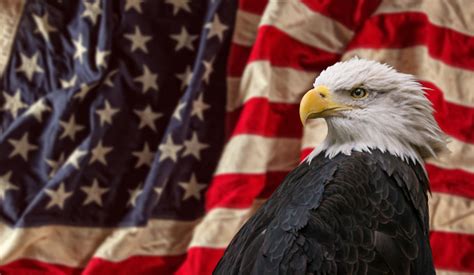 American Bald Eagle With Flag Stock Photo Download Image Now Istock