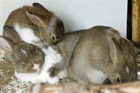 Kaninchenkrankheiten Bei Trächtigkeit Und Geburt Definition Ursachen