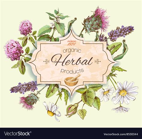 Herbal Vintage Banner Royalty Free Vector Image